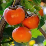 Ebenovník rajčiakonosný (Diospyros Kaki) HURMIKAKI ´TIPO´ - výška 120-140 cm, obvod kmeňa 30 cm, kont. C70L (-18°C) BONSAJ - STARÝ VZÁCNY EXEMPLÁR